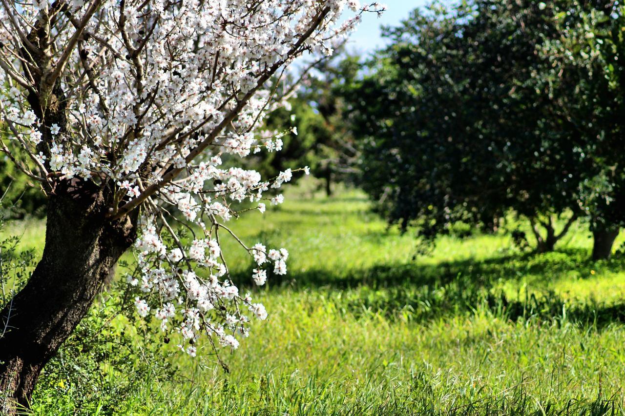 Mater Bed & Food-Riserva Naturale Di Torre Guaceto Serranova Exterior photo
